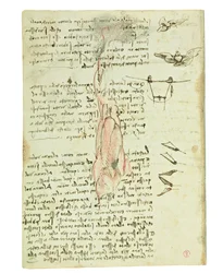 Codex on the Flight of Birds, Folio 17 Verso